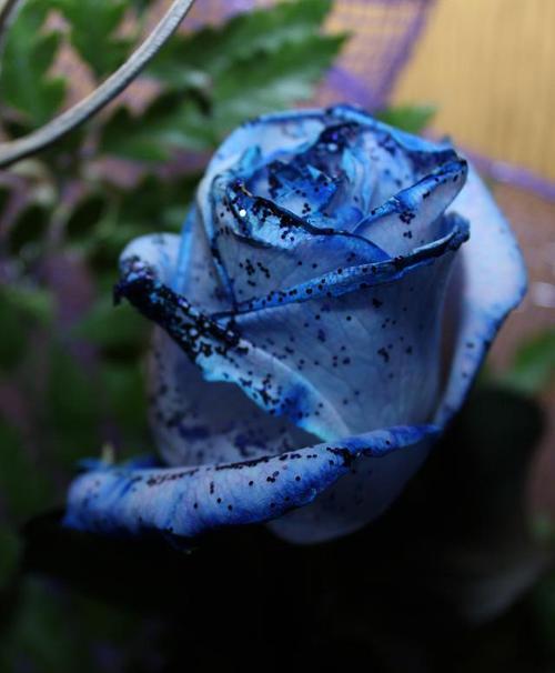 蓝色月季花语是什么？如何用蓝色月季表达情感？