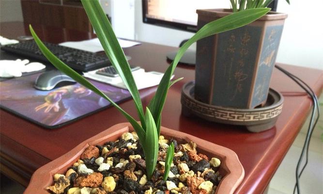 兰花复壮是什么意思？如何正确进行兰花复壮操作？