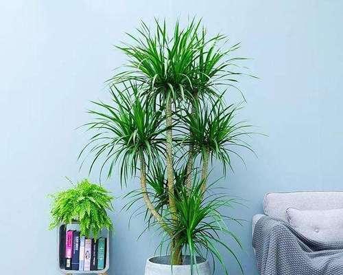 龙血树浇水时间是什么时候？如何正确浇水？