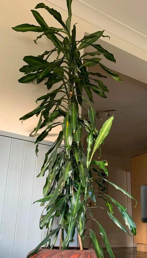 龙血树开花后怎么处理？开花后的护理方法有哪些？