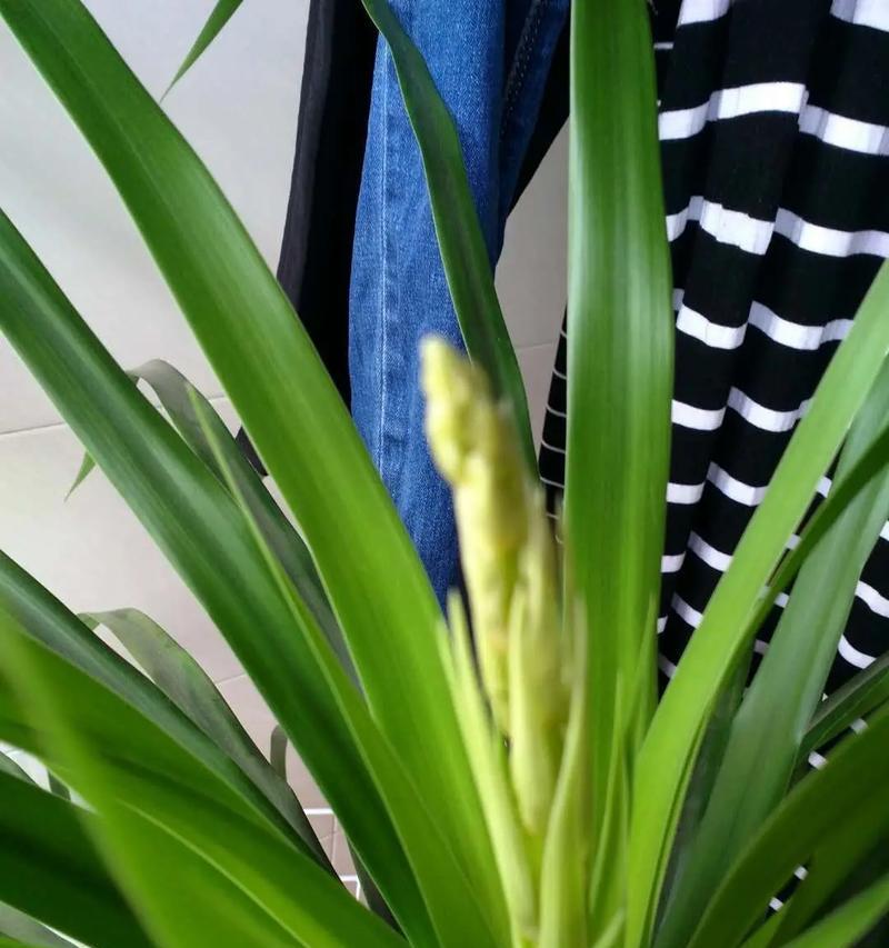 龙血树开花后怎么处理？开花后的护理方法有哪些？