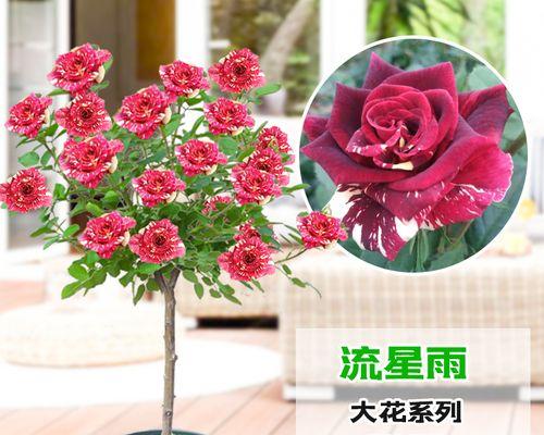 流星雨月季花的花语是什么？如何正确解读？