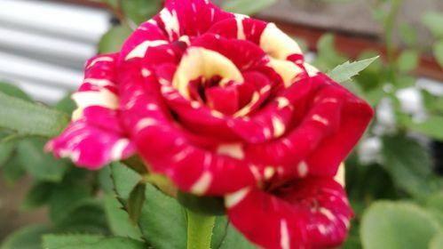 流星雨月季花的花语是什么？如何正确解读？