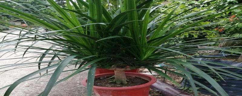 龙血树怕晒吗？如何正确养护避免阳光伤害？