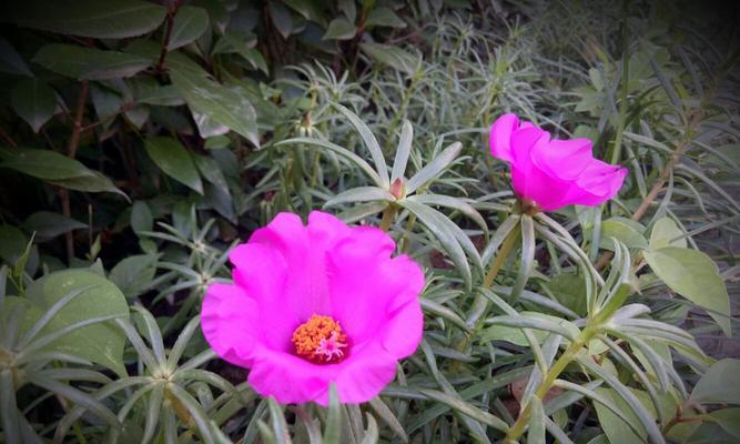 龙须牡丹的花语有哪些含义？