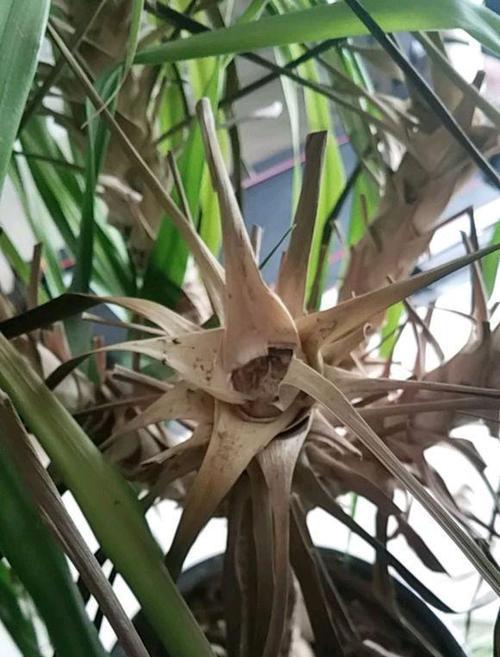 龙血树怕晒吗？如何正确养护避免阳光伤害？