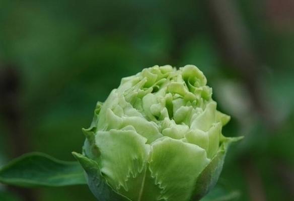 龙须牡丹的花语有哪些含义？