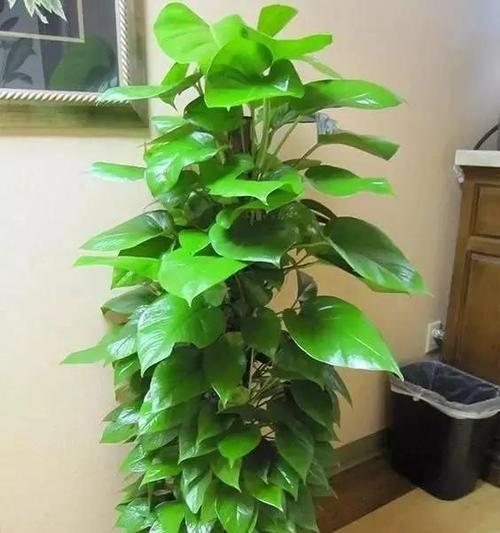 绿萝的寓意是什么？花语有哪些含义？