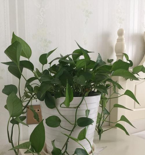 绿萝的寓意是什么？花语有哪些含义？