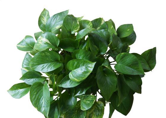 绿萝的寓意是什么？花语有哪些含义？