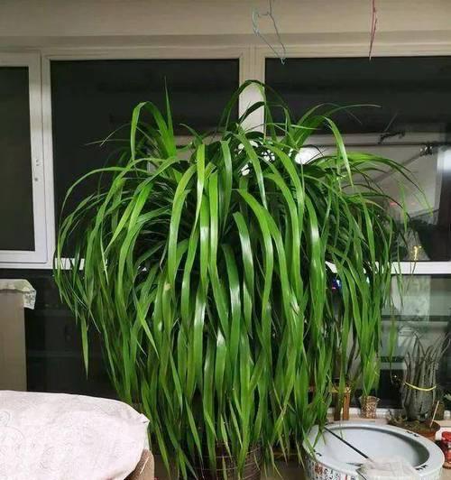 家里养龙血树几棵最合适？龙血树数量选择指南？