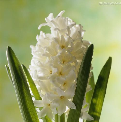 绿色风信子代表什么？花语含义及常见问题解答？