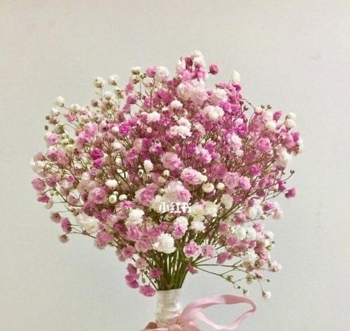 满天星的象征意义是什么？如何用满天星表达情感？
