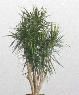 龙血铁叶子干枯怎么办？如何有效恢复植物活力？