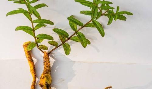 龙牙草的功效与作用是什么？如何正确食用龙牙草？