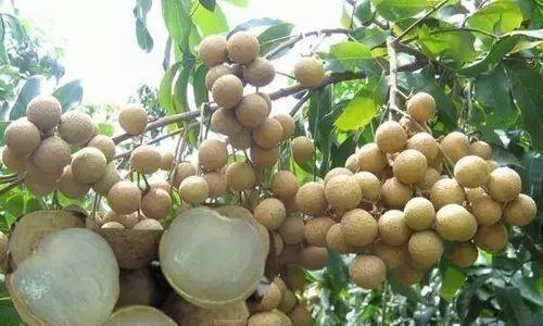 龙眼什么时候采摘最佳？收获季节有哪些注意事项？