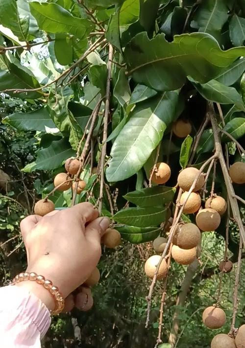 龙眼什么时候采摘最佳？收获季节有哪些注意事项？