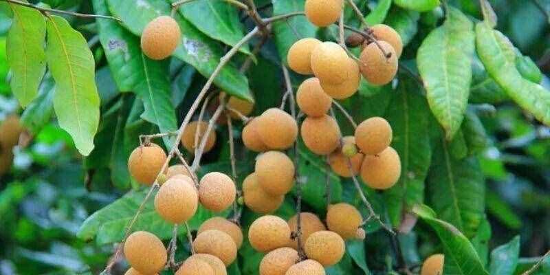 龙眼成熟的季节是几月？如何挑选新鲜龙眼？