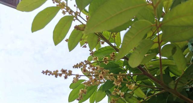 龙眼促花方法有哪些？技术要领是什么？
