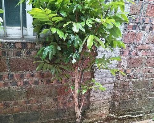 龙眼发芽盆栽种植方法？需要注意哪些常见问题？