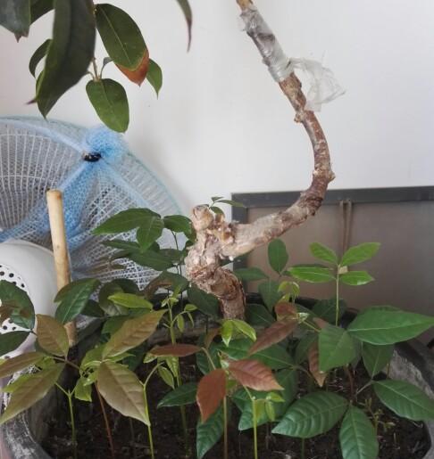 龙眼发芽盆栽种植方法？需要注意哪些常见问题？