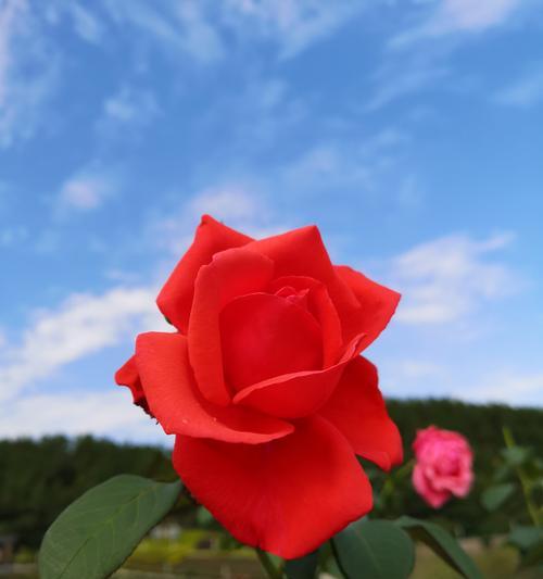 玫瑰花花语和寓意是什么？如何正确解读玫瑰的含义？