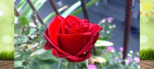 玫瑰花花语和寓意是什么？如何正确解读玫瑰的含义？