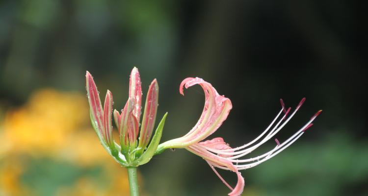 玫瑰石蒜的花语有哪些含义？