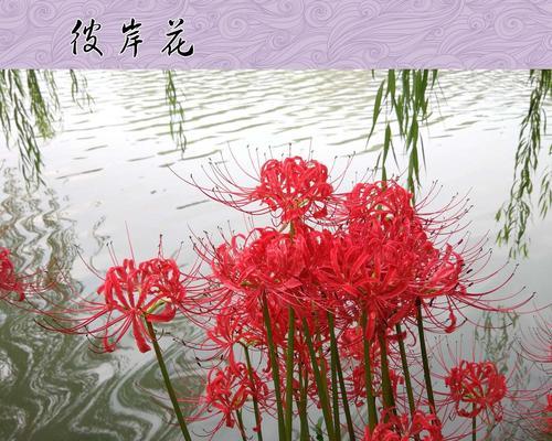 玫瑰石蒜的花语有哪些含义？