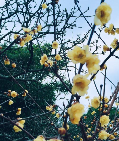 梅花的花语是什么？梅花象征着什么含义？