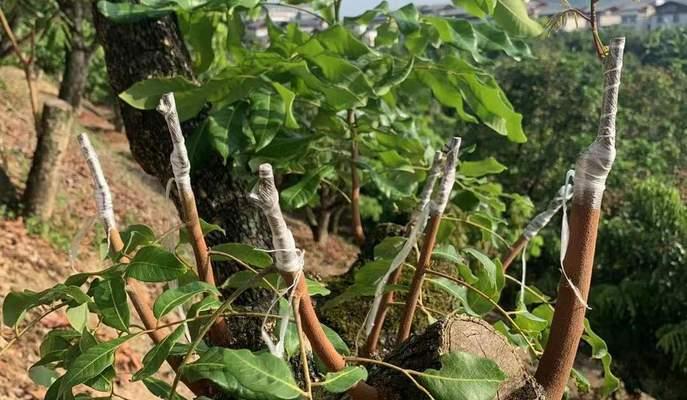 龙眼盆栽能结果吗？盆栽养护和结果的条件是什么？