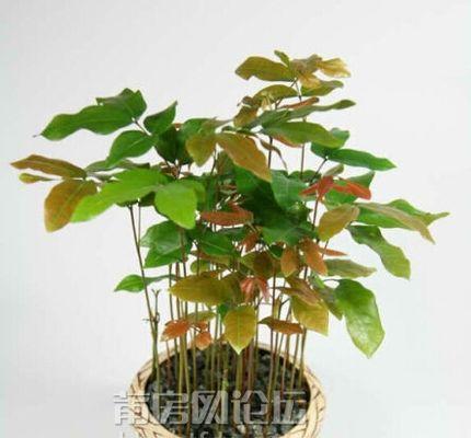 龙眼盆栽能结果吗？盆栽养护和结果的条件是什么？