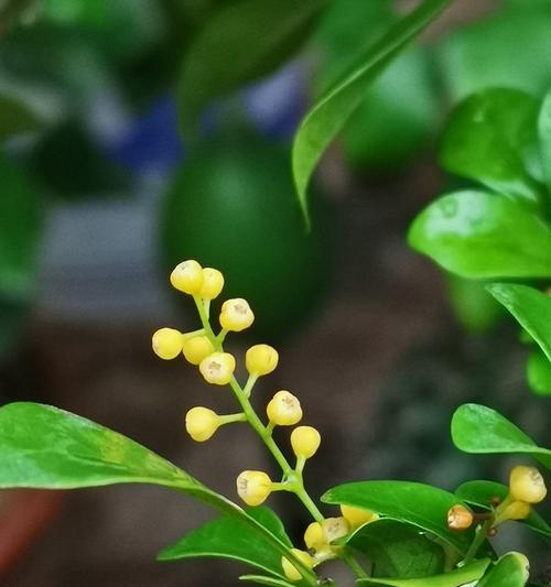米兰花象征着什么？米兰花的花语和意义是什么？