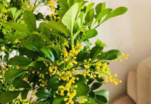 米兰花象征着什么？米兰花的花语和意义是什么？