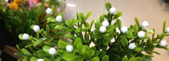 米兰花象征着什么？米兰花的花语和意义是什么？