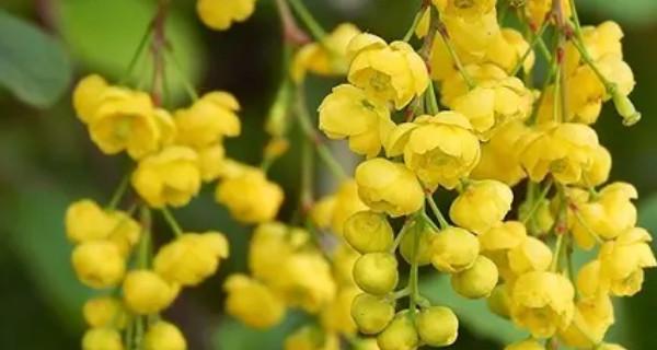 米兰花语是什么？米兰花代表的含义有哪些？