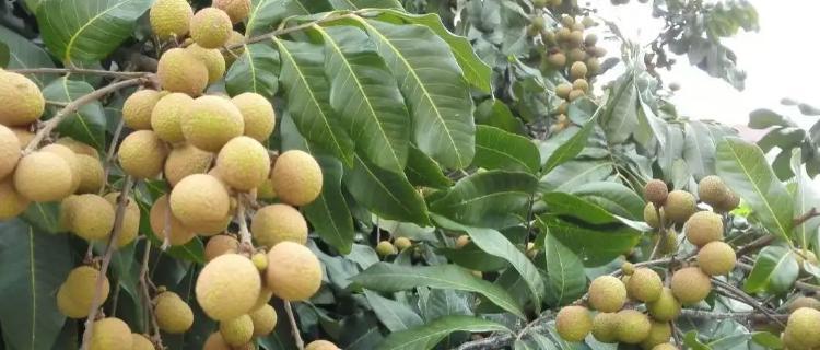 龙眼什么时候种植最好？春季还是秋季更适宜？