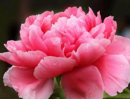 牡丹花开的寓意是什么？如何理解牡丹花的象征意义？