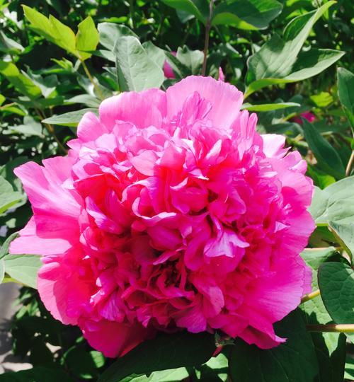 牡丹花开寓意是什么？如何理解牡丹的花语含义？
