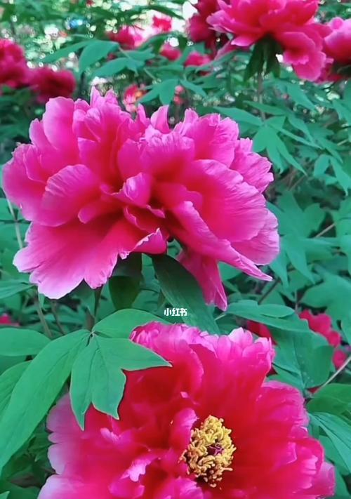 牡丹花开寓意是什么？如何理解牡丹的花语含义？