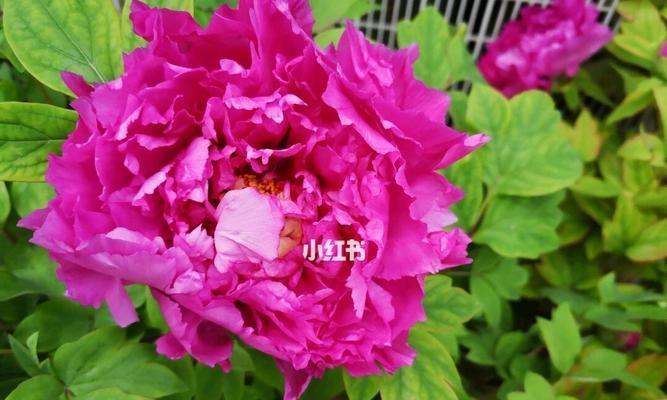 牡丹花开寓意是什么？如何理解牡丹的花语含义？