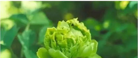 牡丹花语传说是什么？如何理解牡丹的象征意义？