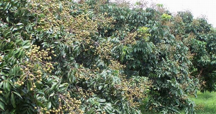 龙眼树在家门口种植的可行性？需要注意哪些问题？