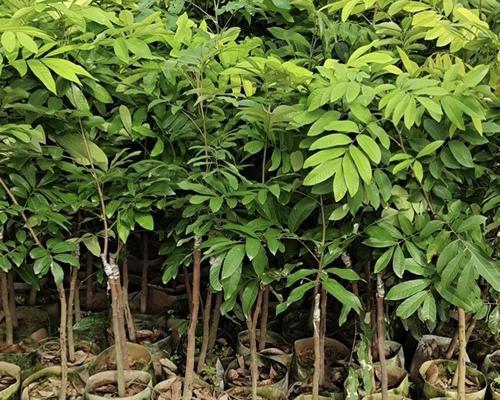 龙眼树在家门口种植的可行性？需要注意哪些问题？