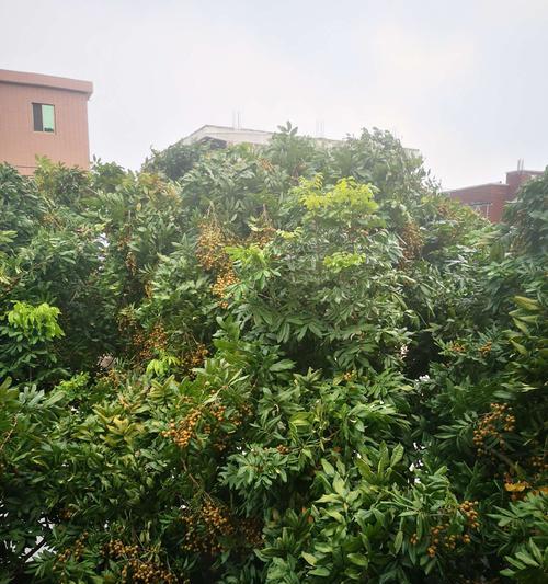 龙眼树在家门口种植的可行性？需要注意哪些问题？