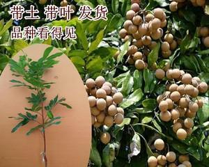 龙眼树嫁接的最佳时间是什么时候？如何提高成活率？