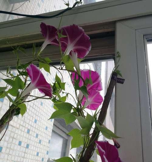 牵牛花象征哪些人？牵牛花的花语和象征意义是什么？