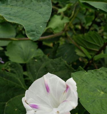 牵牛花象征哪些人？牵牛花的花语和象征意义是什么？