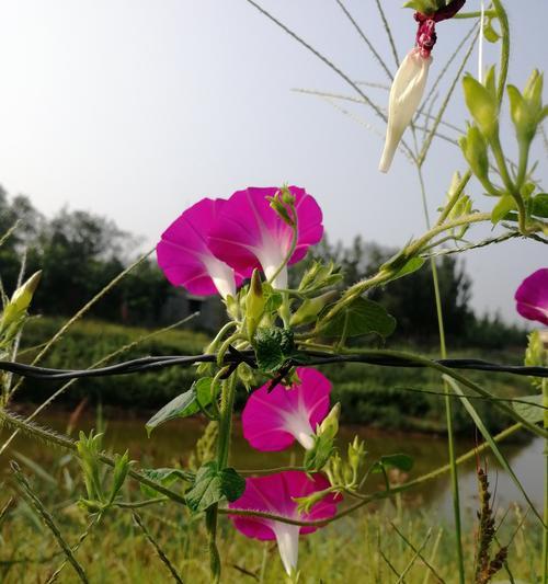 牵牛花象征哪些人？牵牛花的花语和象征意义是什么？