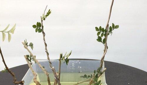 龙枣扦插的最佳月份是什么时候？如何提高成活率？